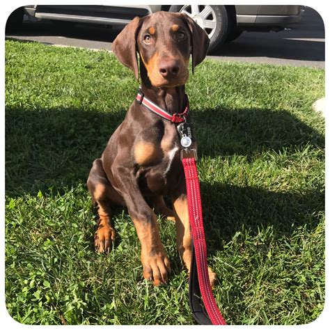 I live with another adult and a four year old child. . Doberman puppies virginia